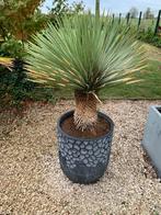 Wintervast stenen potten met yucca plant, Ophalen of Verzenden