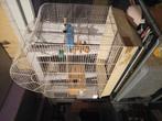 Vogelkooi voor kleinere vogels, Ophalen of Verzenden, Gebruikt, Vogelkooi