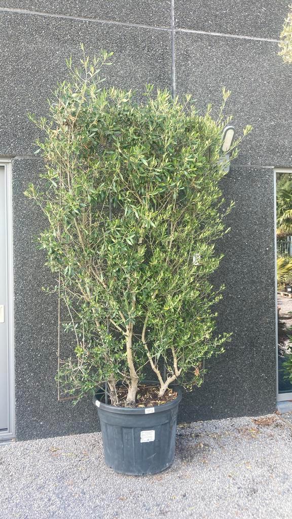 Olijfscherm - enig exemplaar, Tuin en Terras, Planten | Bomen, Ophalen