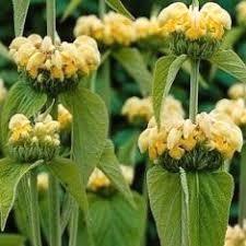 Brandkruid, Tuin en Terras, Planten | Tuinplanten, Vaste plant, Volle zon, Ophalen