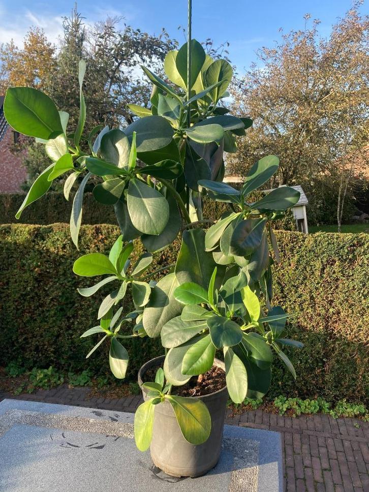 kamerplant hoya australis, Huis en Inrichting, Kamerplanten, Overige soorten, 100 tot 150 cm, Bloeiende kamerplant, Volledige schaduw