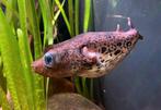 Tetraodon Pao Palembangensis (vis), Dieren en Toebehoren, Ophalen, Nieuw, Overige typen