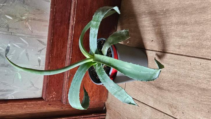 Grande plante d'agave, Jardin & Terrasse, Plantes | Jardin, Enlèvement