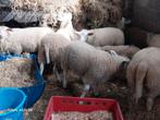 Beaux agneaux, chèvres et brebis, Mouton, Plusieurs animaux, 0 à 2 ans