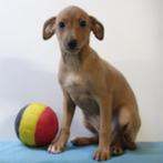 Italiaanse Windhond - Belgisch pups te koop, België, CDV (hondenziekte), 8 tot 15 weken, Meerdere