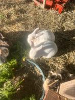 Lapins blancs disponibles, Animaux & Accessoires, Enlèvement