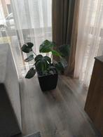 Kamerplant, Huis en Inrichting, Kamerplanten, Groene kamerplant, Ophalen, Halfschaduw