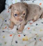 Chichuahua puppy te koop, teefje, Dieren en Toebehoren, België, Fokker | Hobbymatig, Teef, Eén hond
