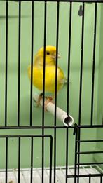 Losse pop split voor wit kanarie, Femelle, Canari de couleur