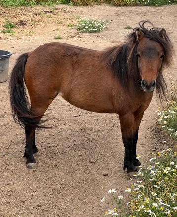 Minatuurpaard - BUCKS - Merrie - BMP/AHMA Minipaard disponible aux enchères