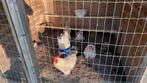 Brahma en cochins krieltjes, Dieren en Toebehoren