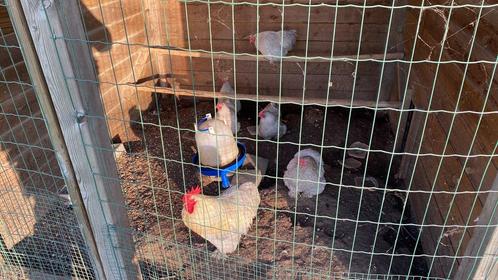 Brahma en cochins krieltjes, Dieren en Toebehoren, Pluimvee