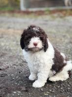 Italiaanse waterhond pupjes bij ons geboren, Dieren en Toebehoren, België, Overige rassen, CDV (hondenziekte), 8 tot 15 weken