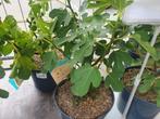 Ficus carica brown turkey, Tuin en Terras, Ophalen, Minder dan 100 cm, Lente, Volle zon