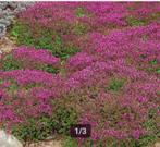 Thymus praecox Coccineus of Kruiptijm, Tuin en Terras, Planten | Tuinplanten, Ophalen, Vaste plant, Bodembedekkers