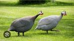 GEZOCHT: parelhoen, Dieren en Toebehoren