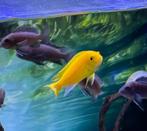 Malawi cichliden, Dieren en Toebehoren, Zoetwatervis