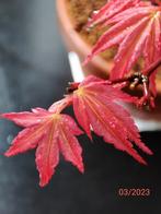 Acer palmatum Beni Chidori bonsai, Tuin en Terras, Lente, In pot, Halfschaduw, Overige soorten