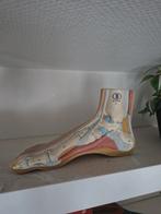 Anatomisch model voet, Diversen, Ophalen