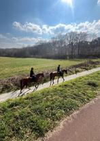 Training voor jouw paard, Dieren en Toebehoren, Zadelmak