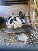 Twee konijnen, Dieren en Toebehoren
