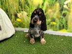 Engelse Cocker Spaniel pups, Dieren en Toebehoren, België, Reu, 8 tot 15 weken, CDV (hondenziekte)