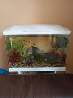 Aquarium met meubel en toebehoren, Dieren en Toebehoren, Vissen | Aquaria en Toebehoren, Ophalen, Gebruikt