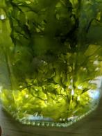 Levermos, Enlèvement