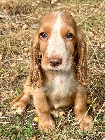 Engelse cocker spaniël pups beschikbaar voor biedingen