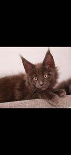 Mainecoon, Chatte ou Chat, Vermifugé, 0 à 2 ans