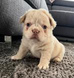 Unieke isabella platinum fluffy reutje franse bulldog pup, België, Fokker | Hobbymatig, Reu, 8 tot 15 weken