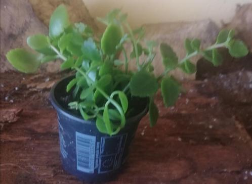 Gele Kalanchoë verhandelen of verkopen, Huis en Inrichting, Kamerplanten, Vetplant, Ophalen
