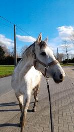 10 jarige merrie, Dieren en Toebehoren, Merrie