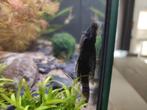 Pleco's te koop, Dieren en Toebehoren, Vissen | Aquariumvissen, Vis, Zoetwatervis