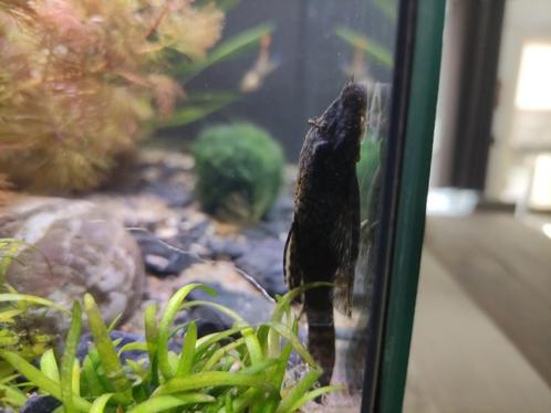 Pleco's te koop, Dieren en Toebehoren, Vissen | Aquariumvissen, Zoetwatervis, Vis