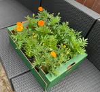 Stinkertjes, Tuin en Terras, Bloembollen en Zaden, Ophalen