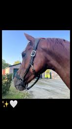 12 jarige sport merrie, Dieren en Toebehoren, Merrie