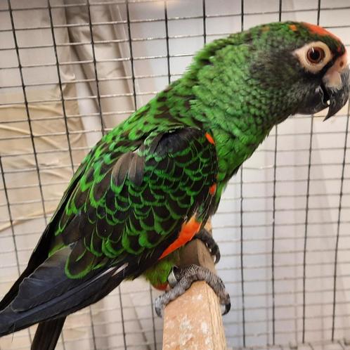 (Voor) Zuid-Afrikanen / Zuid-Amerikanen , Inheemse enz., Dieren en Toebehoren, Vogels | Parkieten en Papegaaien