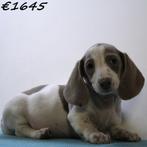 Teckel à poil court - chiots à vendre (mâles), 15 semaines à 1 an, Poils courts, Chien (mâle), Parvovirose