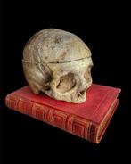 schedel mens, Ophalen of Verzenden, Gebruikt