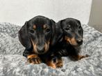 Kortharige black&tan teckel pups, Dieren en Toebehoren, België, 8 tot 15 weken, Meerdere, Fokker | Professioneel