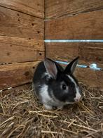 Dwergkonijnen, Dieren en Toebehoren, Konijnen, Meerdere dieren, Dwerg, 0 tot 2 jaar