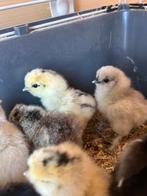 Zijdehoen kuikens, Sexe inconnu, Poule ou poulet