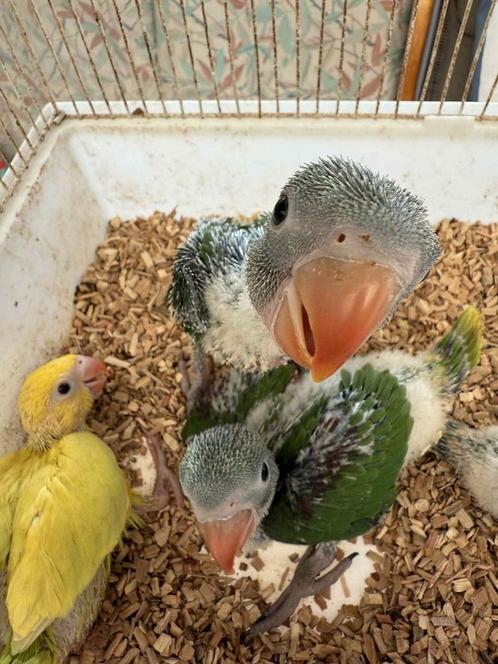 Baby Parkieten, Dieren en Toebehoren, Vogels | Parkieten en Papegaaien