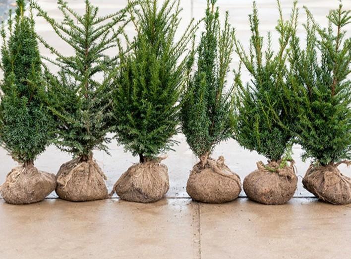 Taxus baccata aan promoprijzen!, Tuin en Terras, Planten | Struiken en Hagen, Taxus, Ophalen