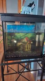 Aquarium met een zwarte vis, warmtepomp en verwarming, Dieren en Toebehoren, Ophalen, Zo goed als nieuw, Verlichting of Verwarming