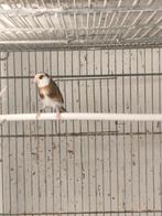 Parva distelvink 2025, Dieren en Toebehoren, Vogels | Overige Vogels