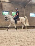Leuke arabier run, Dieren en Toebehoren, Pony's