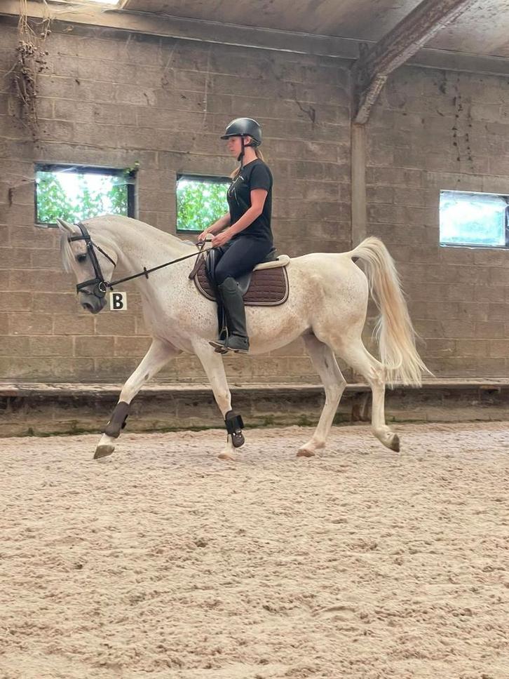 Leuke arabier run, Dieren en Toebehoren, Pony's