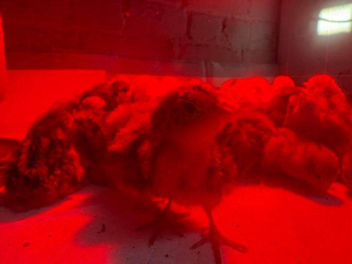 Kuikens japanse kwartels, Dieren en Toebehoren, Vogels | Overige Vogels, Meerdere dieren